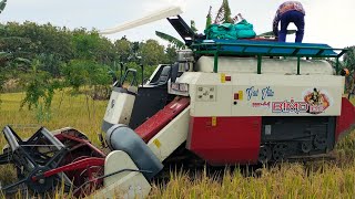 Combined rice harvest in rain-fed rice fields ‼️narrow plots and many slopes