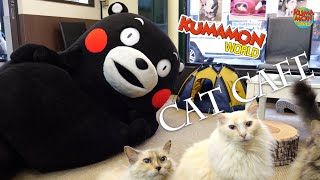 Kumamon's Cat Cafe Experience