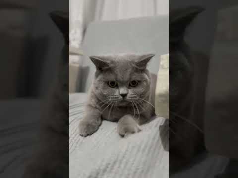       جنگ ملو با دشمن فرضی     