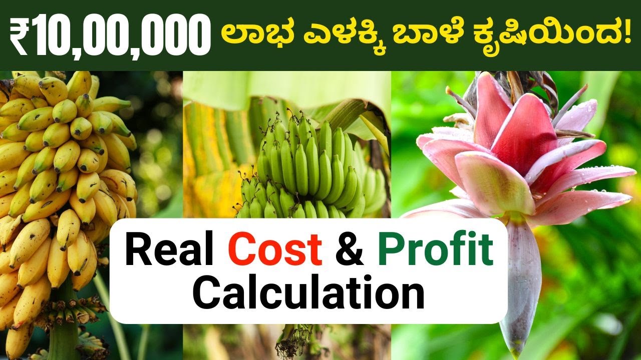 ಏಲಕ್ಕಿ ಬಾಳೆ ಕೃಷಿ ಲಾಭದಾಯಕನಾ? ₹10 ಲಕ್ಷ ಲಾಭ ಸಾದ್ಯ? | Elakki Banana Farming Cost & Profit