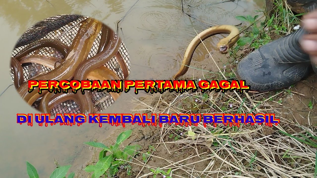 Mancing belut di spot andalan, belutnya dua kali percobaan #belutempang #fishing