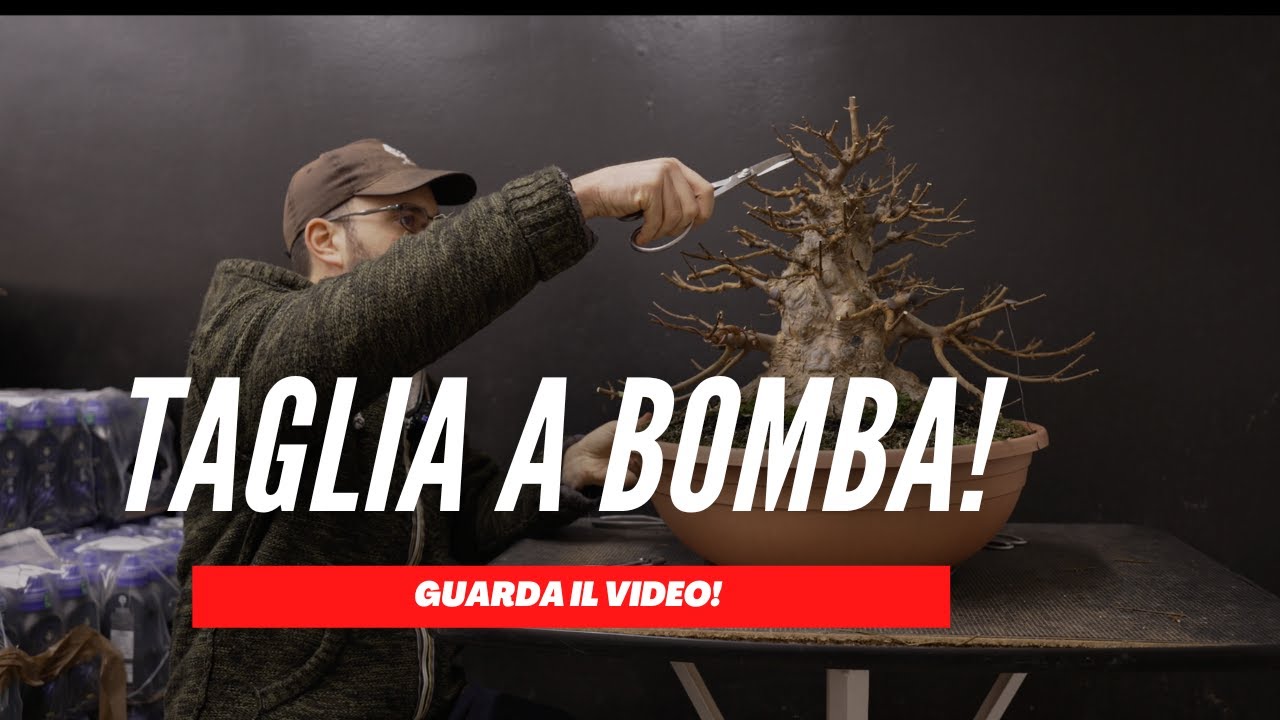 COME POTARE UN ACERO TRIDENTE BONSAI