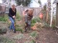 Amy Stewart and Gen Schmidt review the Fiskars UpRoot Weeder.AVI