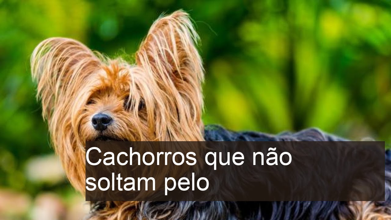 20-cachorros-que-n-o-soltam-pelo-ou-que-soltam-menos-pelo-youtube
