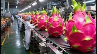 Inside a Modern Dragon Fruit Drying Facility From Whole Fruits to Pink Dried Chips Full Process