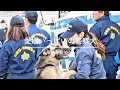 山梨県警察 K-9 愛嬌いっぱいの警察犬