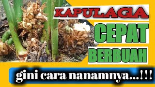 Cara Menanam Kapulaga Biar Cepat Berbuah-Budidaya Kapulaga Yang Efektif