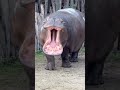 🦛 More Dangerous Than a Lion? 😳#Hippo #HippoFacts#WildEarthStories #Wildlife #Africa #Shorts