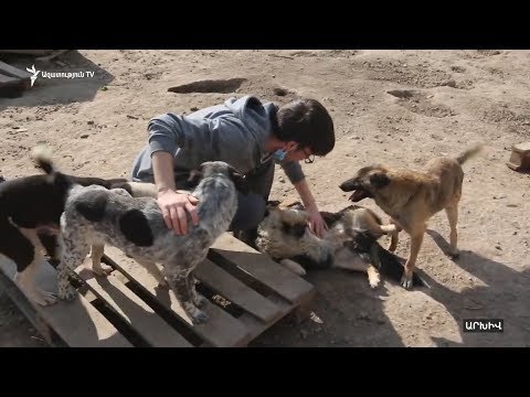 Video: Նոր հորիզոններ հատող կենդանիների՞ն:
