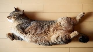 Funny Cats Sliding on Wooden Floors Part 2 [2014 HD] by Funny Moments 10,657 views 9 years ago 2 minutes, 19 seconds