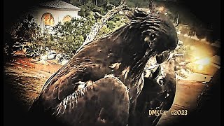 SWFL Eagles * MORE MAKE UP TIME * E22 E21 CALL A TRUCE BEAKIES & PLAYFULNESS ON THE ATTIC * XOXO