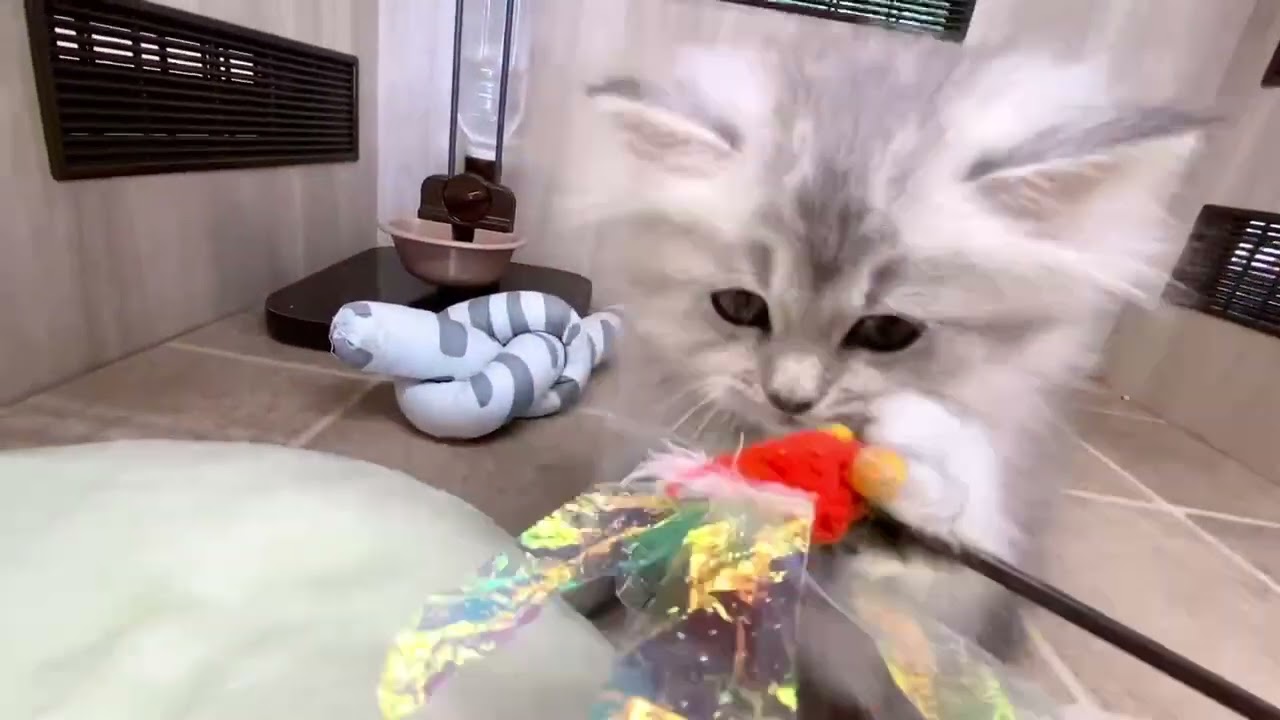 ペットショップジョーカー 子犬・子猫の販売