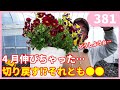 パンジービオラが伸びた場合対処法について by園芸チャンネル381 園芸 ガーデニング 初心者