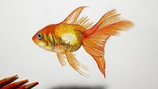 かわいくてカラフル 朱色の金魚 透明水彩 色鉛筆 イラスト 具象 リアル 金魚 Siddharthindustries Co In