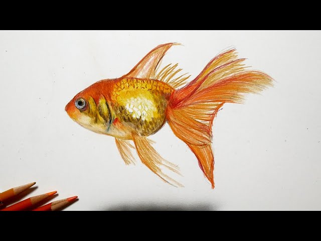 色鉛筆で金魚を描いてみた Drawing Goldfish with Colored Pencils