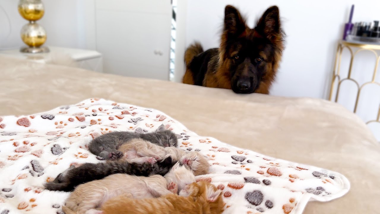 German Shepherd Meets Kittens