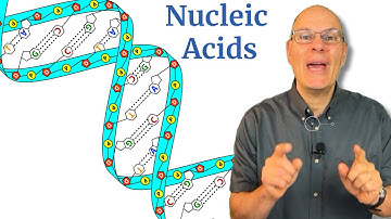 Nucleic Acids (DNA and RNA) Demystified for AP Bio