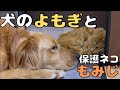 保護ネコと愛犬がラブラブ過ぎて胸が苦しいw【ゴールデンレトリバー】