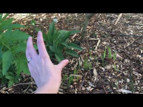 Wideo: Growing Angelica - Wskazówki dotyczące pielęgnacji Angelica w ogrodzie ziołowym