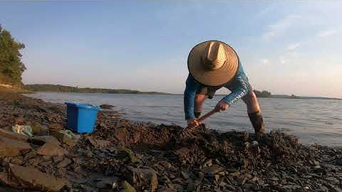 Digging for Soft-Shell Clams in New England (AKA: Steamers) Catch and Cook 😋