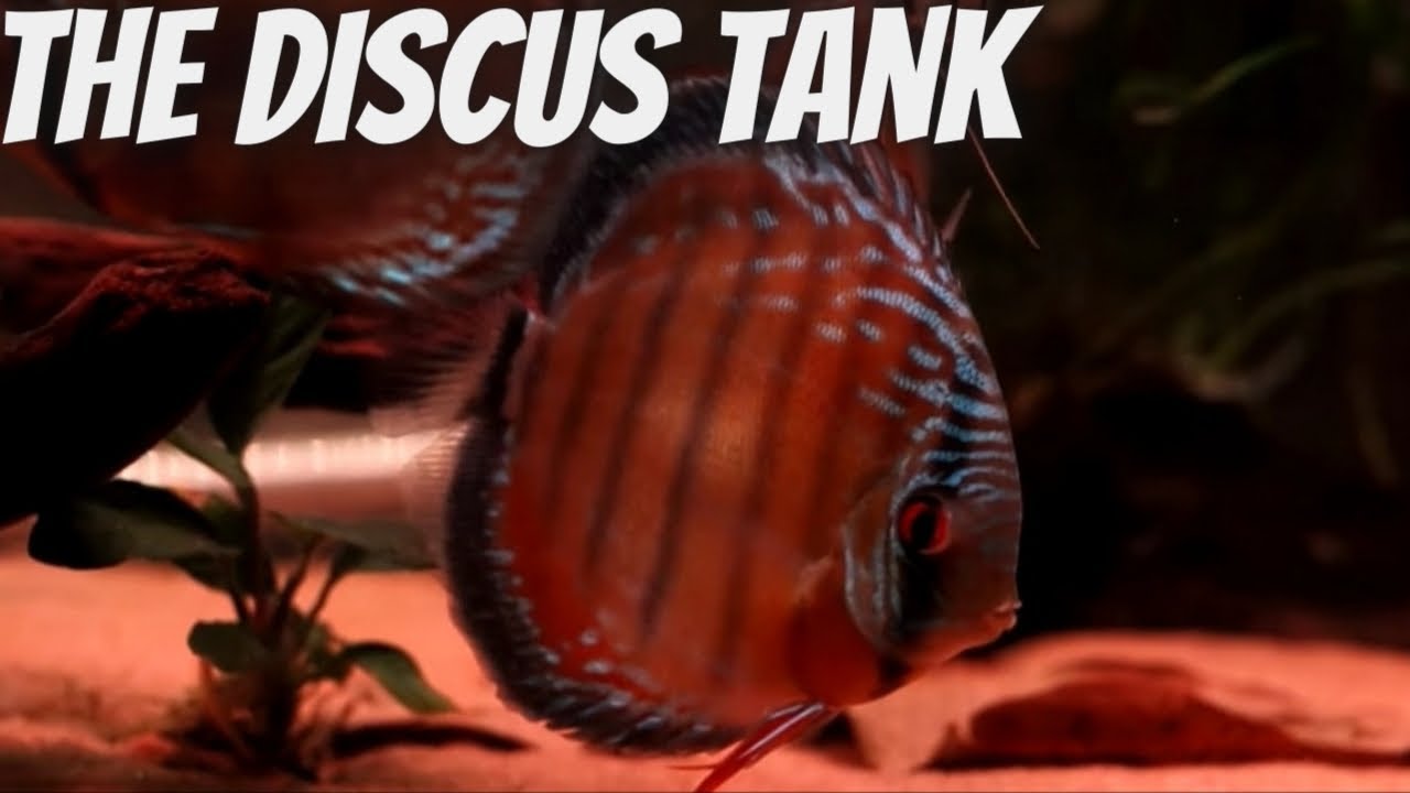 Discus Youtube The Discus Fish Tank😍 || Discus Fishes ️ || #discus - YouTube