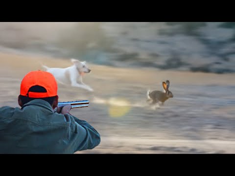 Hunting Partridges And Hares Season 2025 2026 PART 1 SETTAT CHASSE ET AVENTURE CHAOUIA