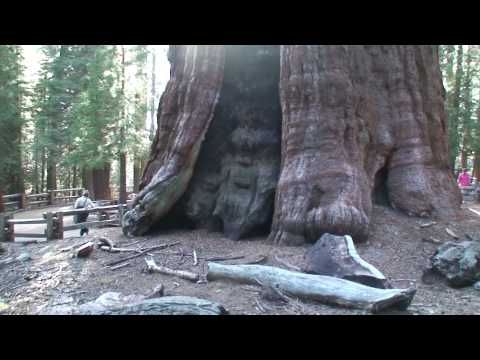 Biggest Tree on Earth HD - The General Sherman Tree.. Sequoia National Park