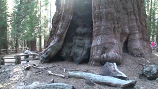 Biggest Tree on Earth HD  The General Sherman Tree.. Sequoia National Park