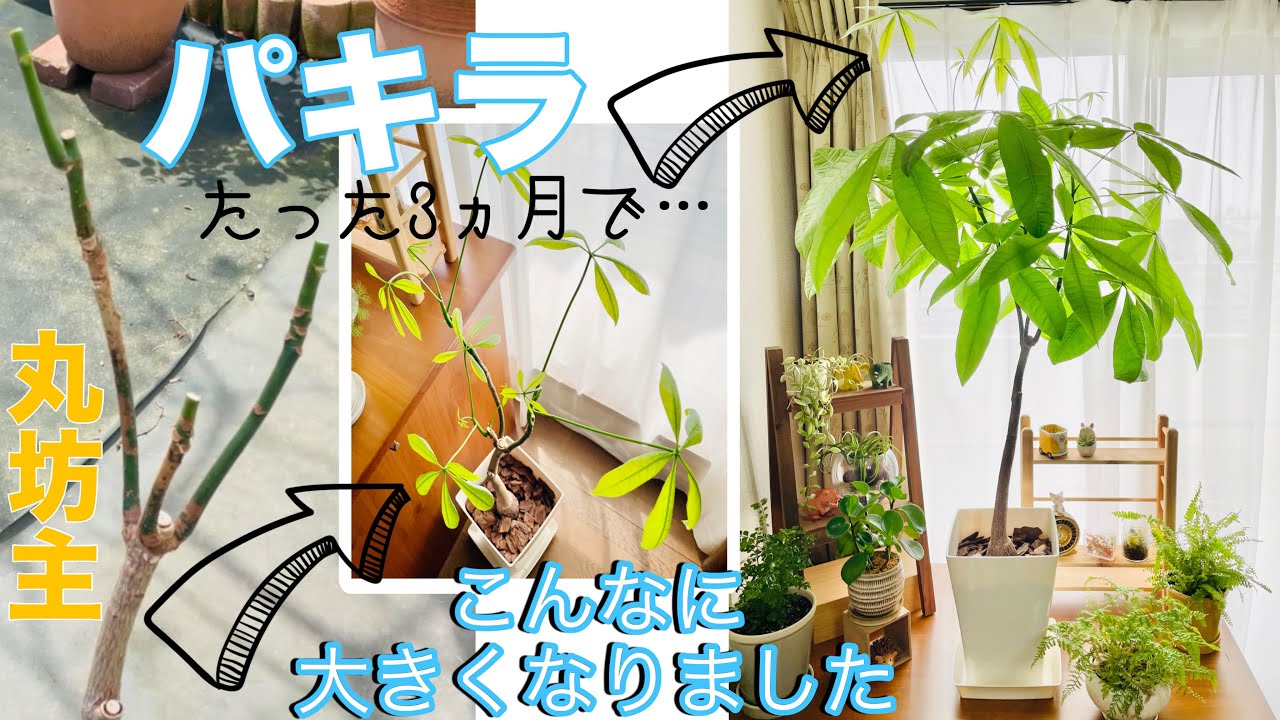 値下げしました！パキラ 観葉植物】パキラ(7号 プラ鉢付き 石目調 ホワイト) | ニトリネット