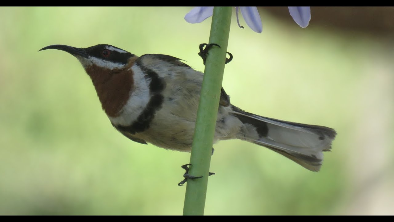 Western Spinebill 