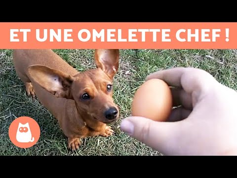 Vidéo: Peut-on Donner Des œufs Aux Chiens ?