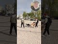 Beautiful kyiv dogs