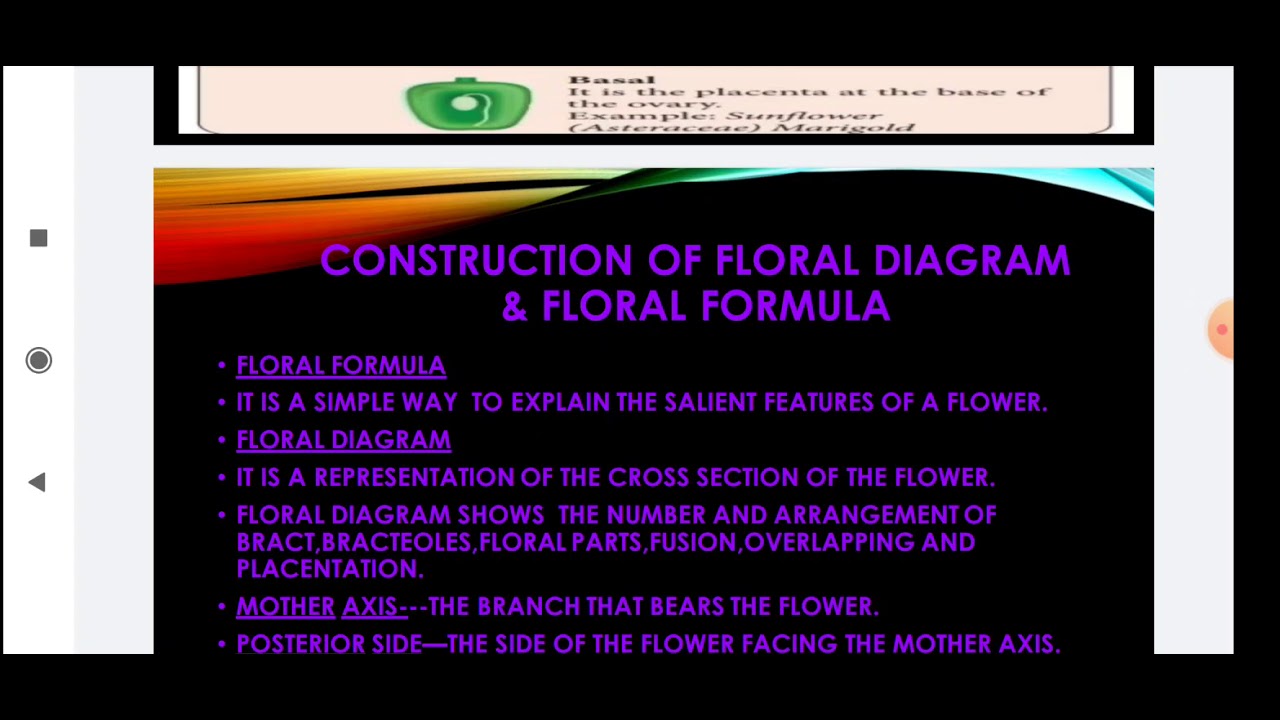 Floral formula and floral diagram YouTube