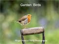 Garden Birds - A Short Audio Visual