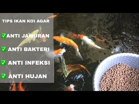 Tips Meningkatkan Imunitas Ikan Koi dengan Pemberian Bawang Putih