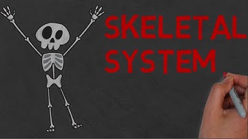 SKELETAL SYSTEM | Definition and Functions