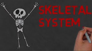 SKELETAL SYSTEM | Definition and Functions