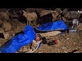 الذيب وراعي الغنم هجرة راعي الغنم إلى النهر الذيب وراعي الغنم هجرة راعي الغنم إلى النهر