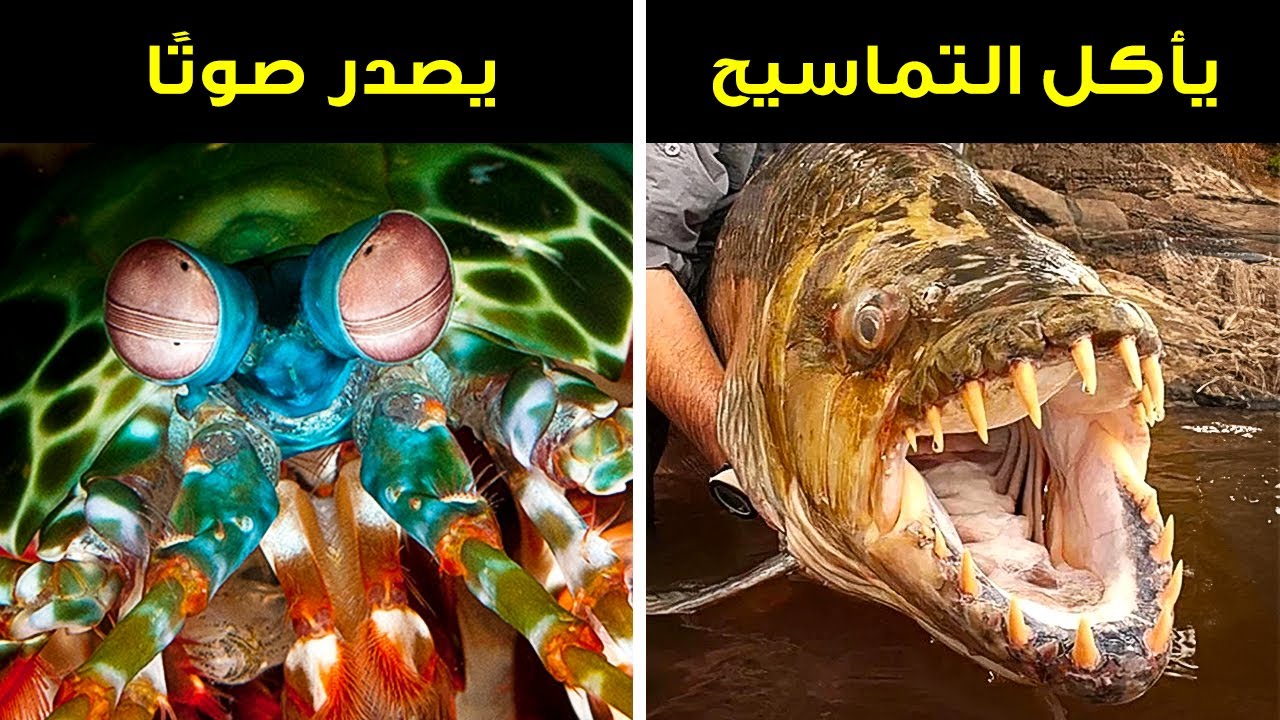 حقائق تثبت أن الحيوانات أغرب بكثير مما كنت تعتقد