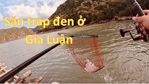 Câu tráp đen ở Gia Luận, Cát Bà - vẫn còn nhiều ẩn số.