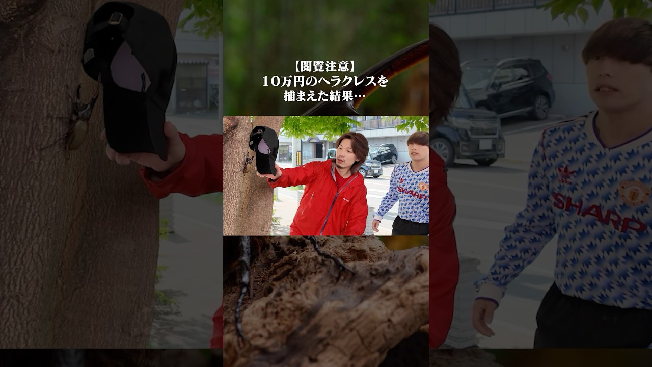 激レア10万円のヘラクレスオオカブトを捕まえました #shorts