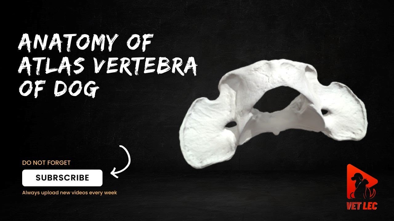 Atlas vertebra of dog | Anatomy of first vertebra of dog | Anatomy of atlas of dog | Canine atlas