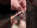 Cat Ear Cleaning