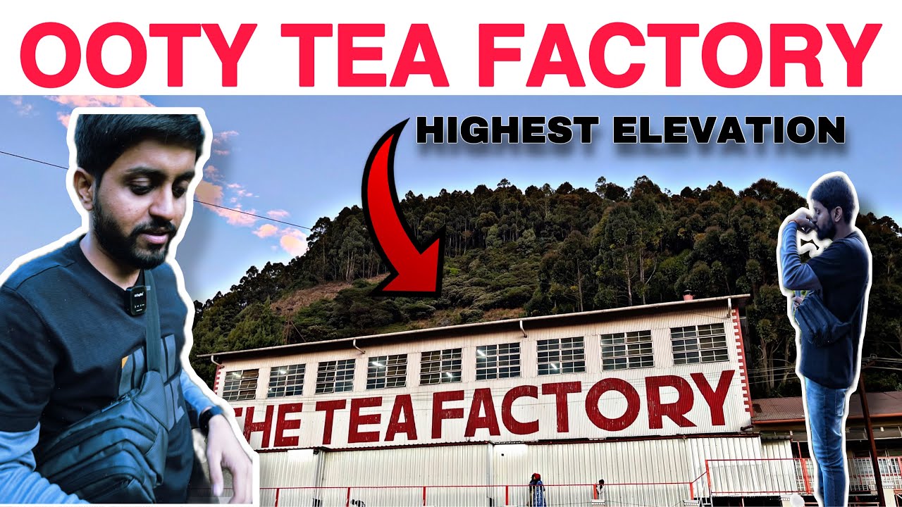 Ooty Tea Factory Vlog Tea Garden Ooty Full Explain In Hindi Fee ooty-tea-factory-vlog-tea-garden-ooty-full-explain-in-hindi-fee