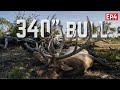 The biggest bull weve ever taken 80yrd shot archery elk 2021