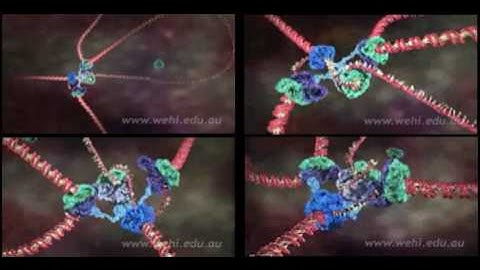 Replisome (4 views).mov