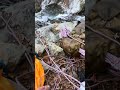足尾山塊 エクストリームフライフィッシング2