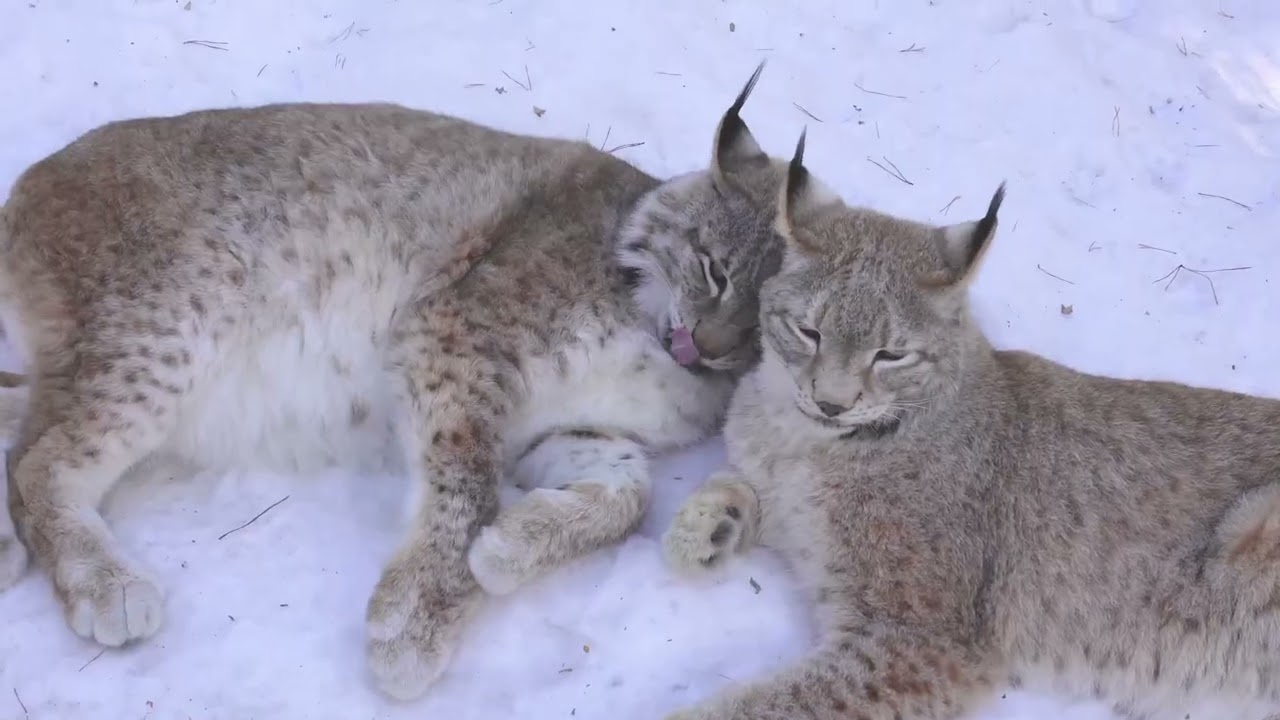Beautiful Lynxes Lex And Businka