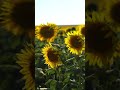 #agriculture# Heliotropism = East to West # Sun Flower 🌻🌻