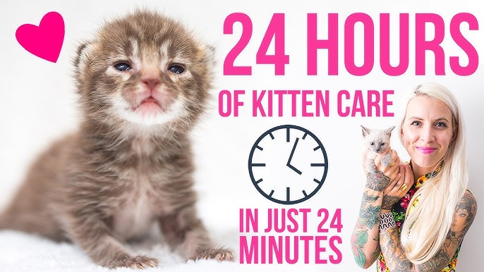 How to Determine a Kitten's Age — Kitten Lady
